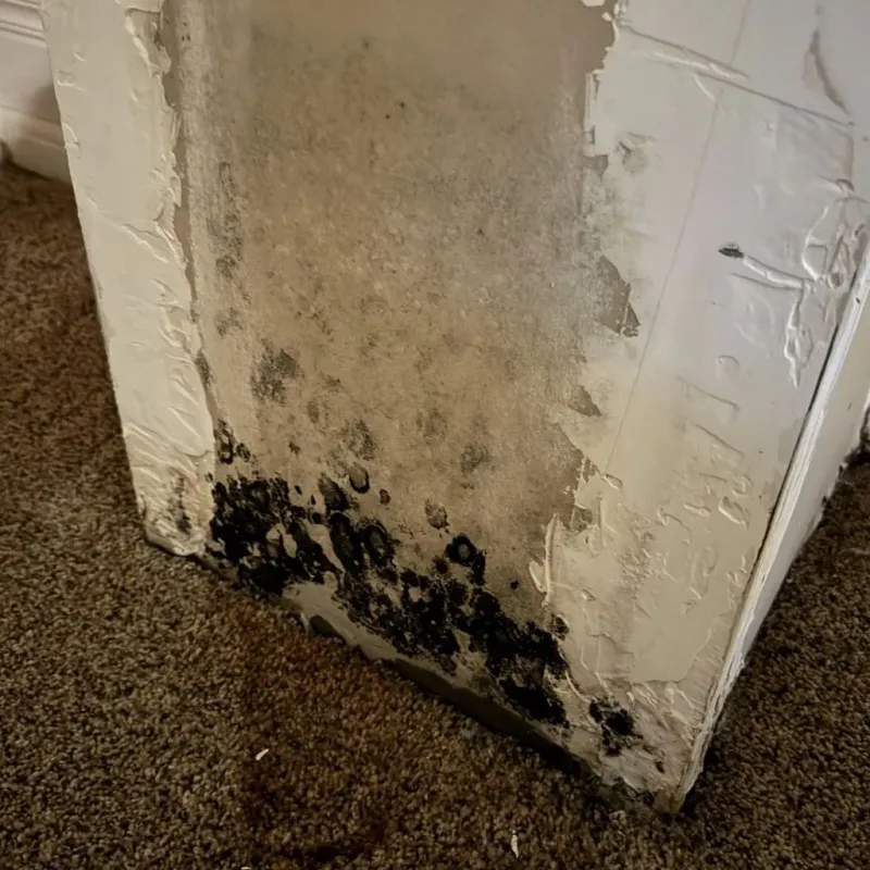 Professional Mold Removal in Spring Green, WI